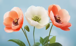 three orange, white and green flowers with leaves
