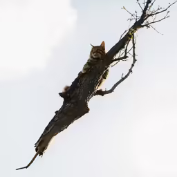 a cat is sitting on the branch of a tree