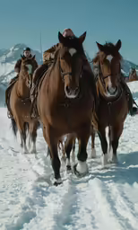 some very pretty brown horses walking in the snow