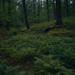 a forest full of trees and ferns during the day