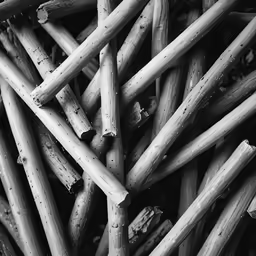 close up view of bamboo stalks black and white