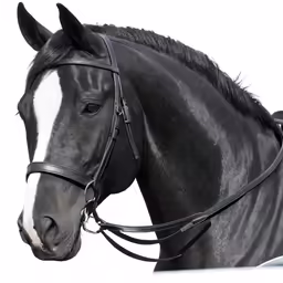 black horse with white border and bridle with spot on face