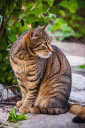 a tabby cat sitting and looking at something