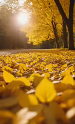 a yellow tree surrounded by leaves near a road