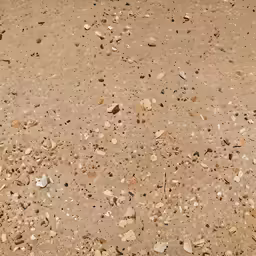 a bunch of rocks and shells on the ground