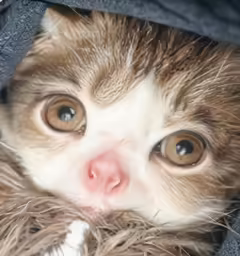 a brown and white kitten is in the sweater