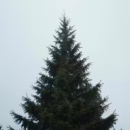 a pine tree surrounded by other trees in a park