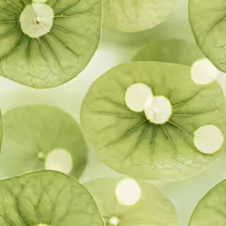several green leaves on white background, all arranged in rows