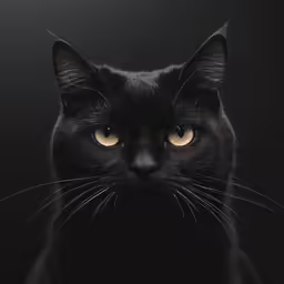 a black cat with a surprised look in the camera lens