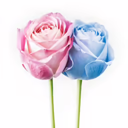 two different colored flowers against a white background
