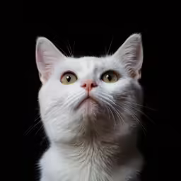 white cat with yellow eyes looking to the left