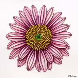 a pink flower with yellow stamens and purple petals