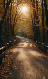 a path going through a forest lined with trees