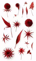 several different types of red flowers on white background
