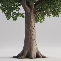 the top part of a tree with large branches and a large green leaves