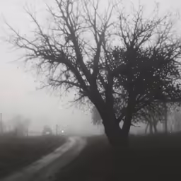 a lone tree with no leaves in the middle of a foggy field