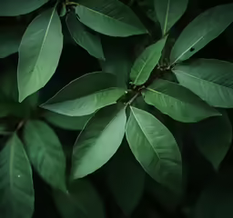 closeup of leaves on a tree in the forest
