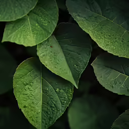 a bunch of green leaves that are on top of each other