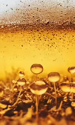 mushrooms in a dirt field are pictured through a window