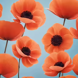 orange poppies against a blue sky background