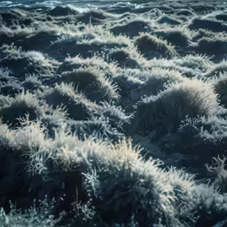 frosty shrubs in the foreground with one of them almost buried in snow