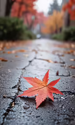 a single red leaf lying on top of a wet road
