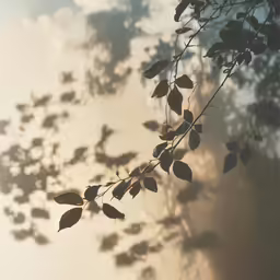 the leaves have begun to appear as they are gone