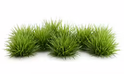 five small grass plant on a white background