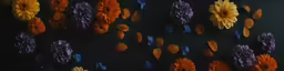 several types of flower petals are arranged together