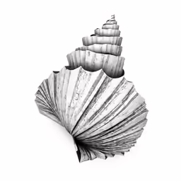 a shell that is next to a white background