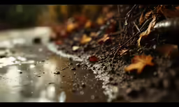 the floor of a sidewalk covered in leaves