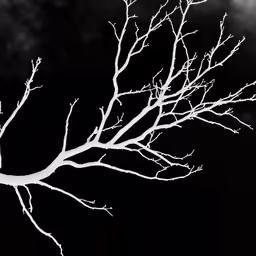 a bare tree branch lit by a street lamp