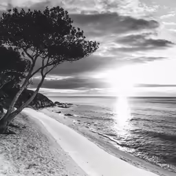 a tree sits at the edge of the water as the sun goes down