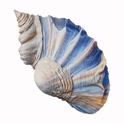 a small sea shell with blue and white stripes