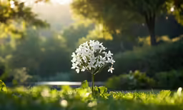 a white flower with a blurred background