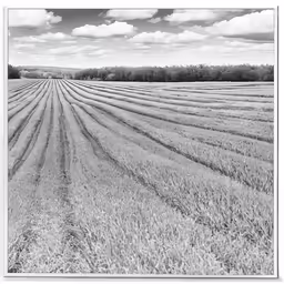 a field with long tracks in it