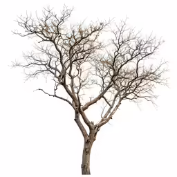 tree without leaves with no leaves against white background