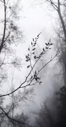 a small branch with leaves sticking out from between the branches