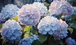 many pink and white flowers on the same plant
