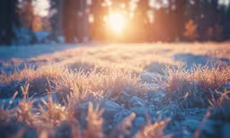 a snow covered ground covered in frost near trees
