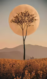 there is a full moon at the end of a tree
