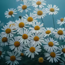 a cluster of daisies on the ground