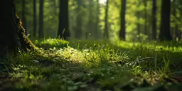 the sun shines through the green leafy trees in a forest