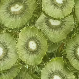 a bunch of plants that have a white center on one
