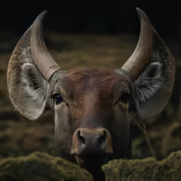 a close up shot of an animal with horns