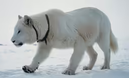 a white polar bear walking in the snow