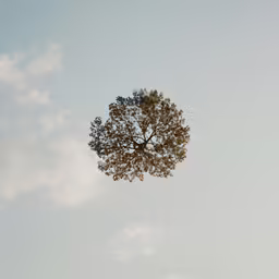 a lone tree in the middle of a partly cloudy day