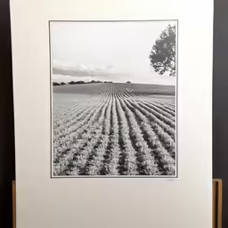 an empty field is seen from the inside