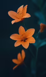 an orange flower in the middle of green leaves