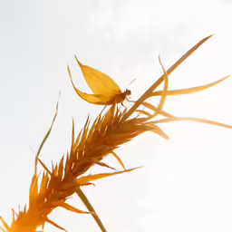 a grass stem with yellow leaves next to the sky
